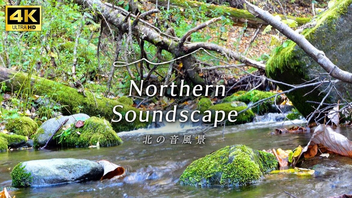 【自然の音色】森の中を流れる小川のせせらぎ音 / 睡眠 瞑想 勉強 作業用 BGM / リラックス /  ASMR / 北海道の自然音 4K・1時間のNature Sounds 【自然の音色】森の中を流れる小川のせせらぎ音 / 睡眠 瞑想 勉強 作業用 BGM / リラックス /  ASMR / 北海道の自然音 4K・1時間のNature Sounds