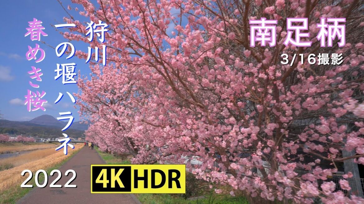 2022 南足柄の春めき桜(4K-HDR) Harumeki(Springlike) Cherry Blossoms At Minami-Ashigara(UHD-HDR) 2022 南足柄の春めき桜(4K-HDR) Harumeki(Springlike) Cherry Blossoms At Minami-Ashigara(UHD-HDR)