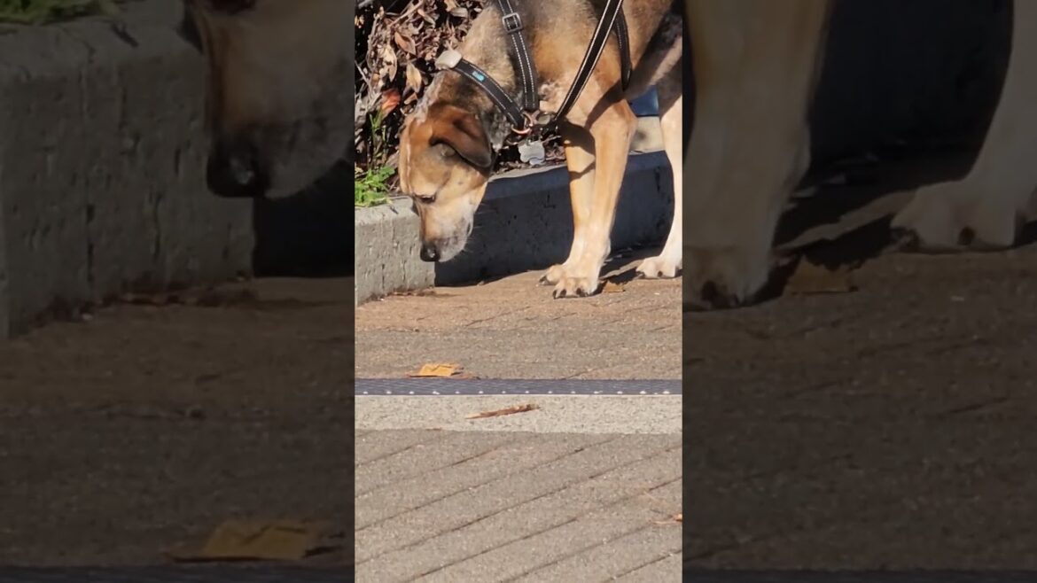 cute dog looking for akita and husky