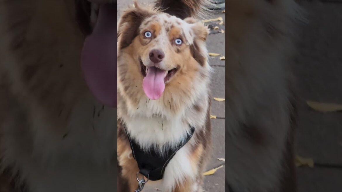 australian shepherd too happy to meet up with corgi shiba inu bulldog and akita