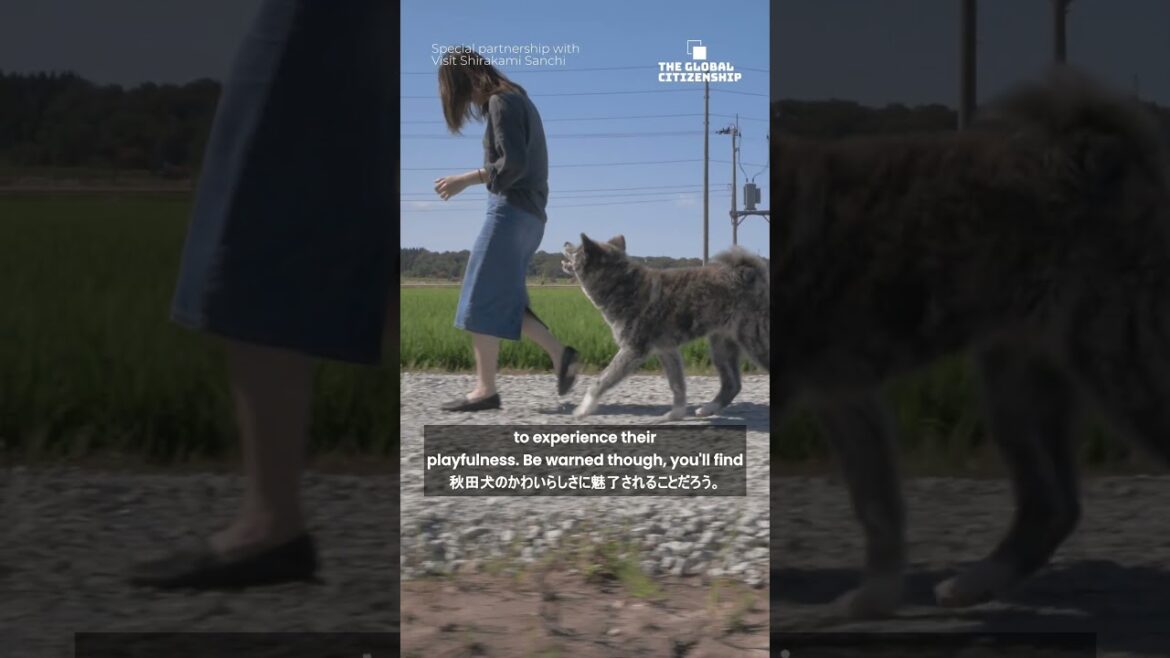 Playing with My Akita Dog at Shirakami Sanchi UNESCO Heritage #shorts #japantravel #japan #akita