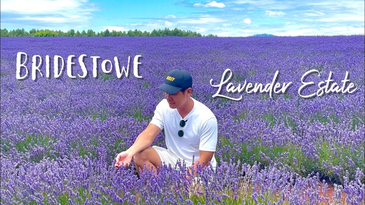Bridestowe Lavender Estate, Tasmania Bridestowe Lavender Estate, Tasmania