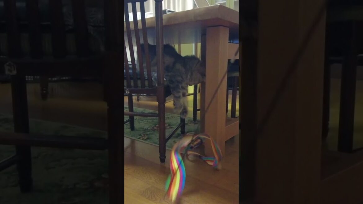 猫ちゃん、初めてのお宿でリラックスしすぎて遊んでくれない　#shorts