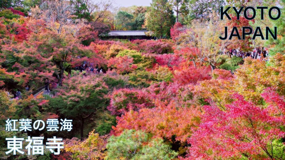 【JAPAN TRAVEL：KYOTO】TOFUKU-JI TEMPLE　Walking in Kyoto in autumn