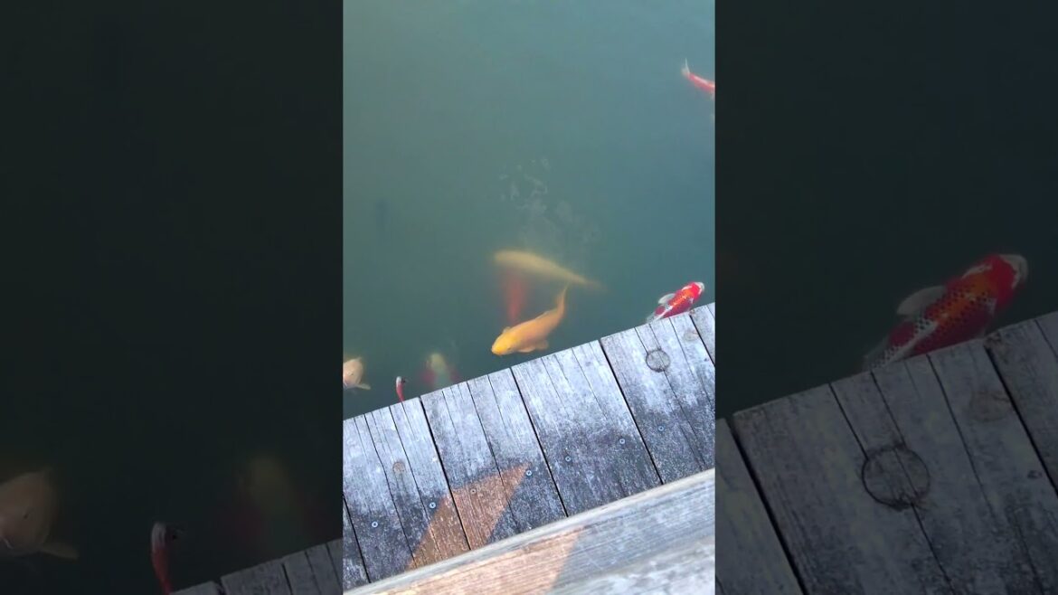 Hiroshima Carp Castle Tour