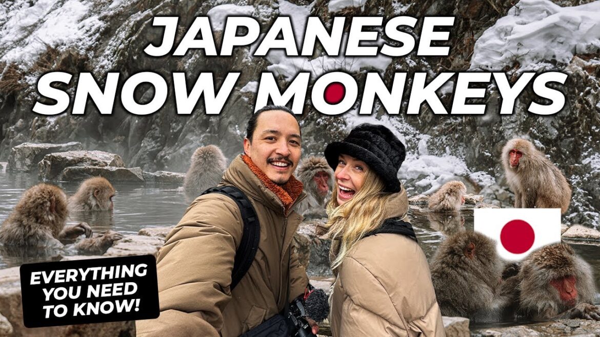 Japanese SNOW MONKEY Park | Winter trip to Nagano Japan vlog (EVERYTHING you need to know!)