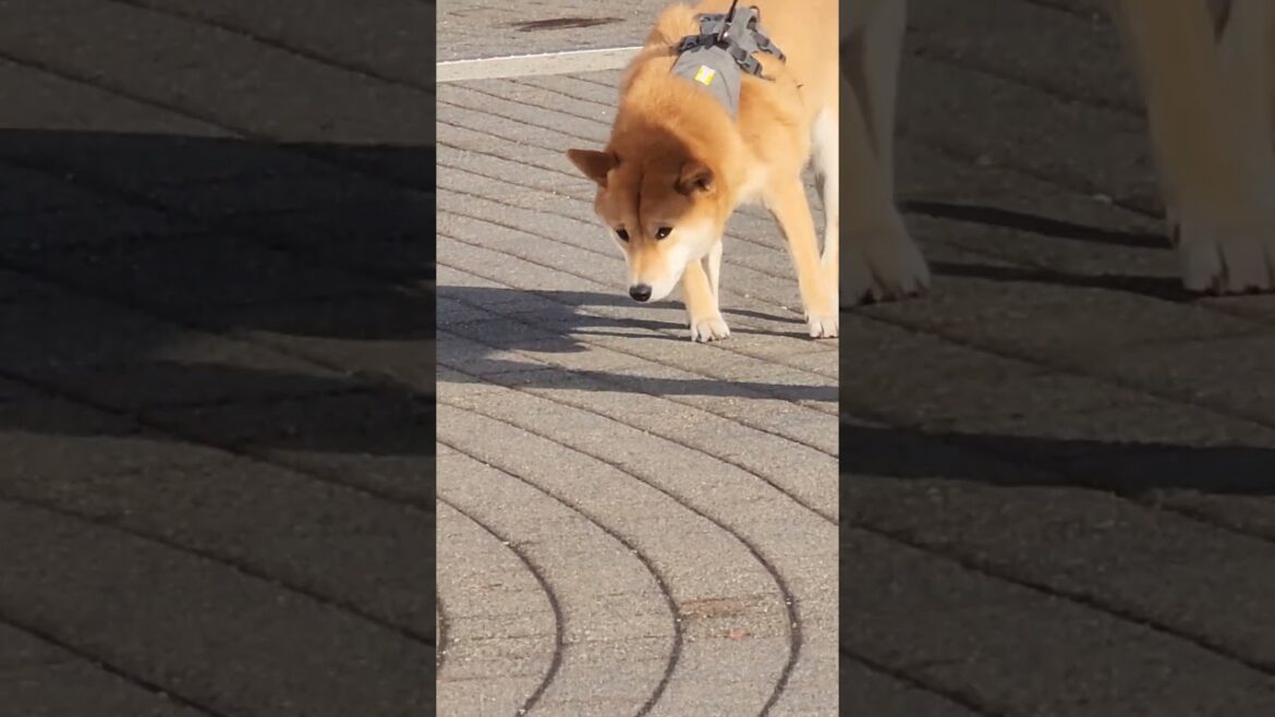 shiba inu looking for corgi and akita whereabout shiba inu looking for corgi and akita whereabout