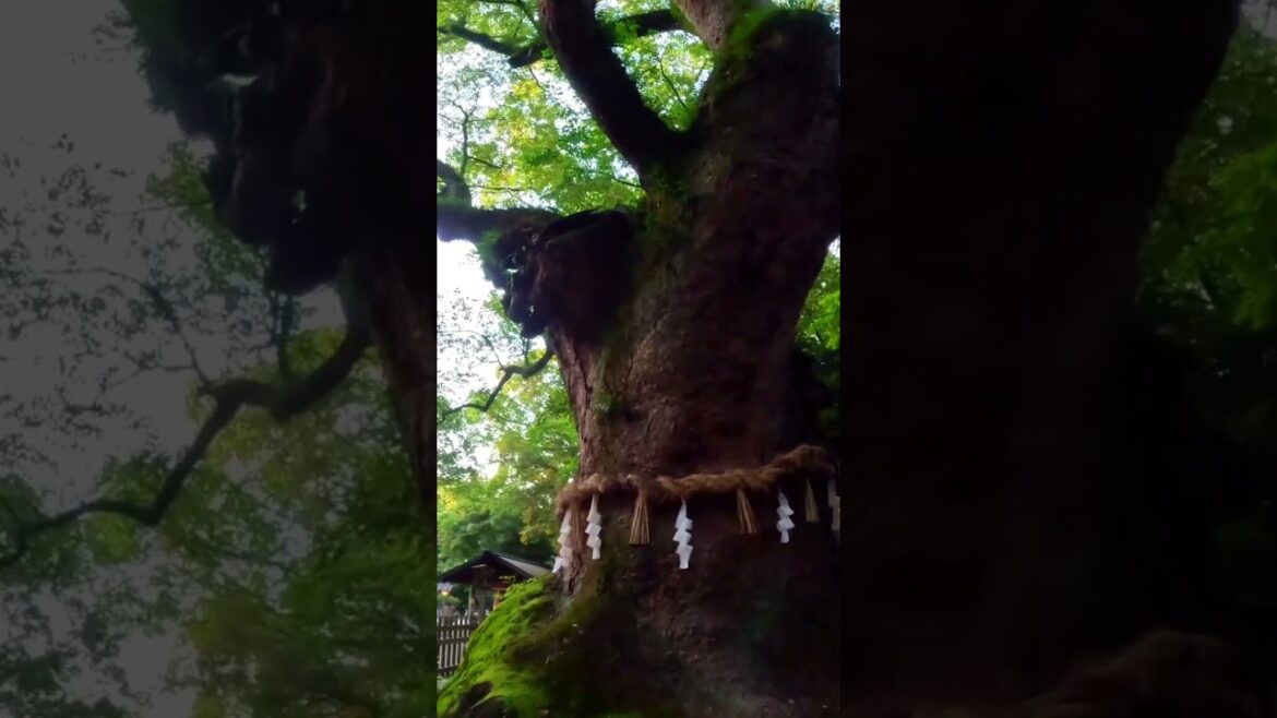 以前、境内に入ることを拒まれた場所｜愛知　熱田神宮｜atsutajingu nagoya aichi  Japan