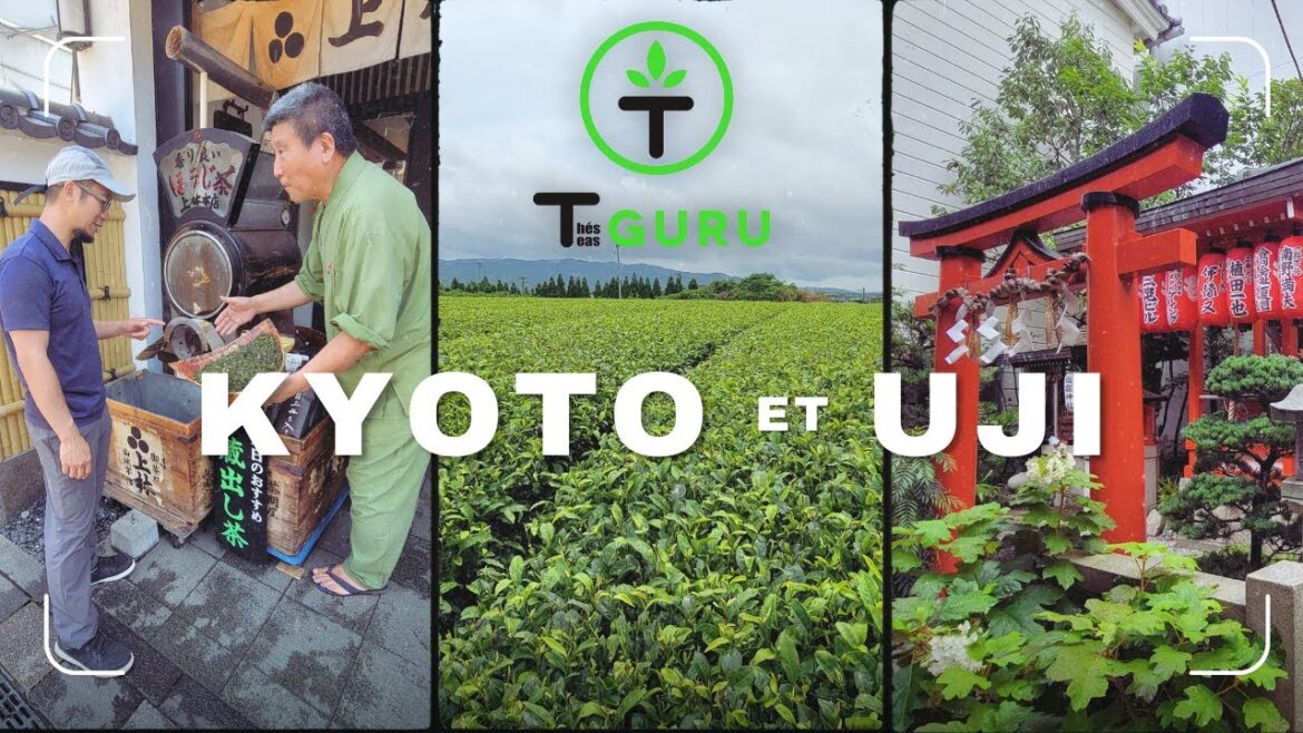 Thés Guru | Kyoto-Uji [Voyage au Japon 2023]
