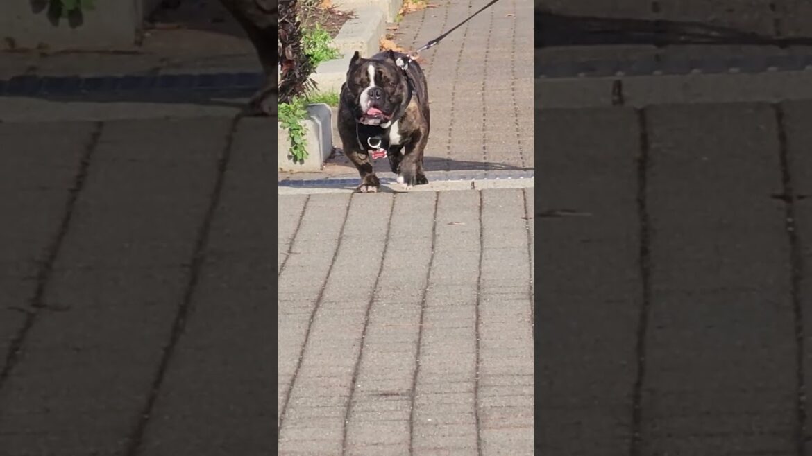 cute dog looking for husky akita and bulldog