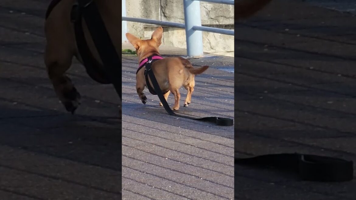 cute chihuaha running after corgi and akita
