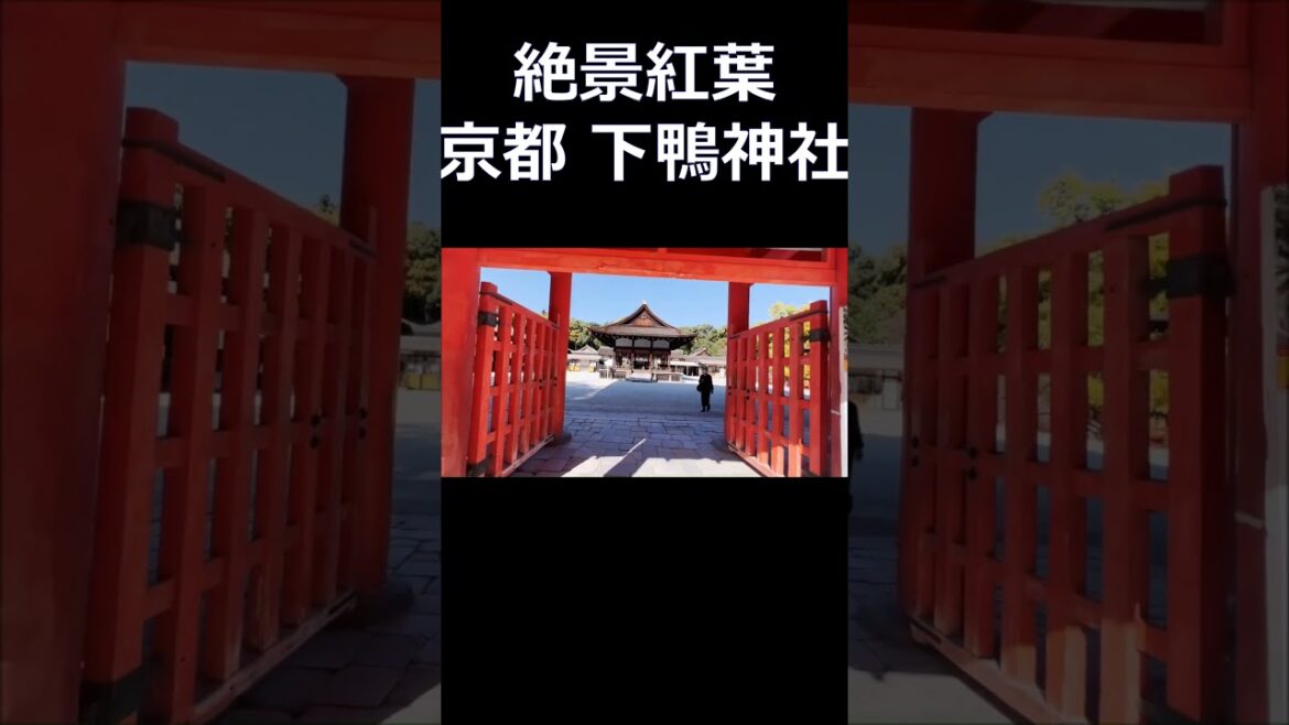 #下鴨神社  #京都の絶景紅葉  #京都旅行 #京都のお寺 #京都観光 #京都の紅葉 #Autumn leaves in Kyoto #kyoto trip #kyoto travel #shorts