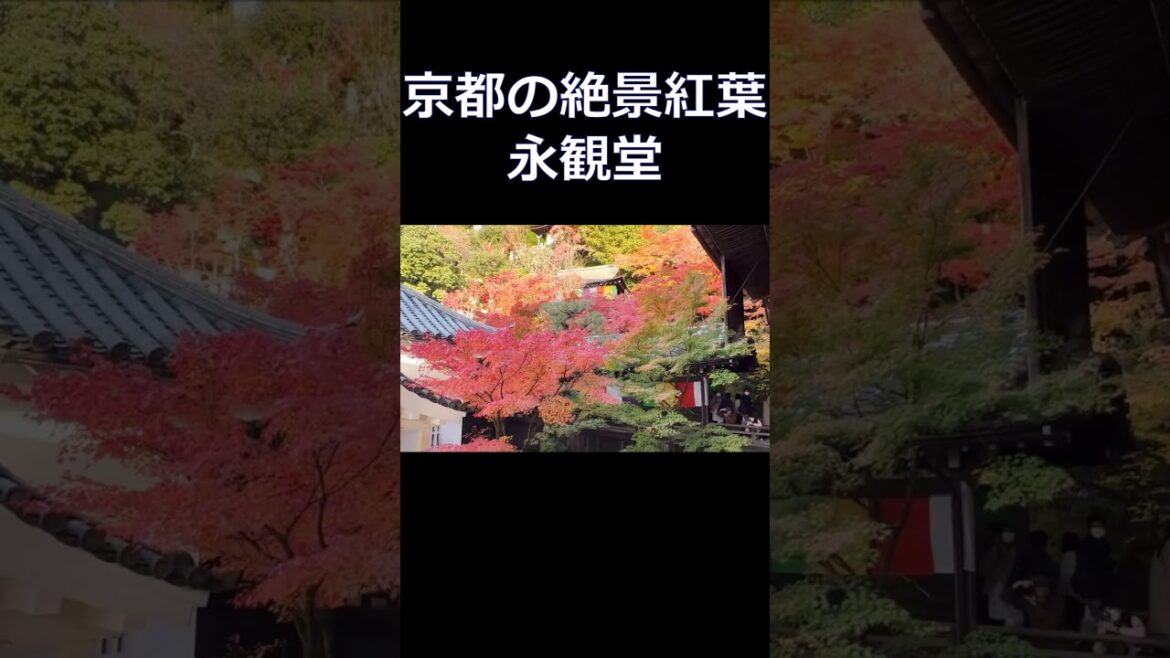 #永観堂  #京都の絶景紅葉  #京都旅行 #京都のお寺 #京都観光 #京都の紅葉 #kyoto trip #kyoto travel #shorts #Autumn leaves in Kyoto