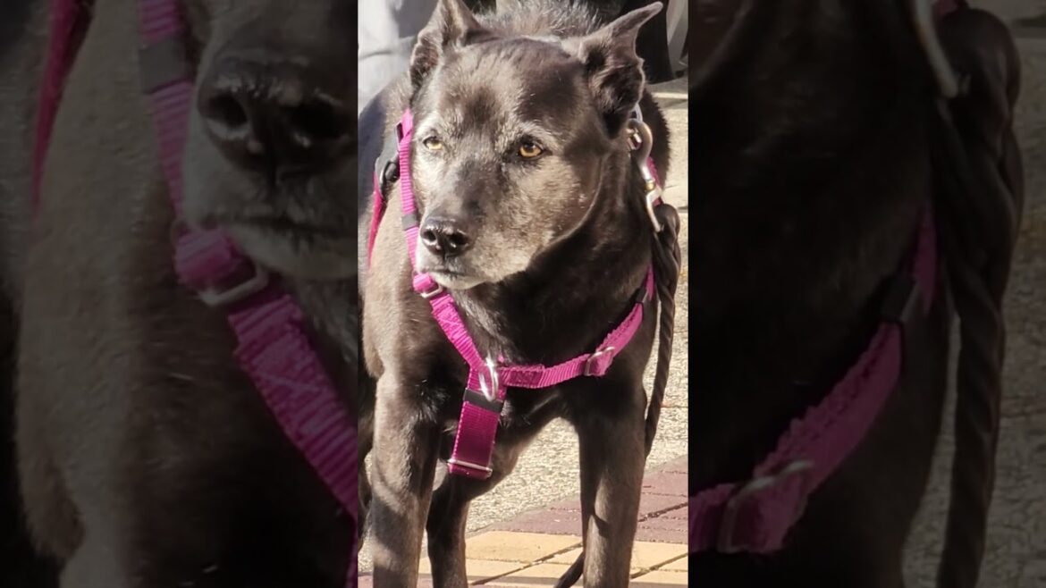 terrier is looking for husky akita and corgi terrier is looking for husky akita and corgi