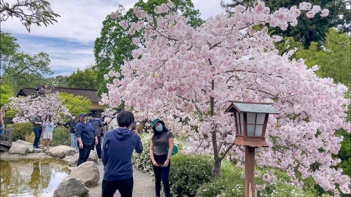 Hakone Gardens 🌸 Cherry Blossoms 🌸 – 花花 vlog#18 【4KHDR】 Hakone Gardens 🌸 Cherry Blossoms 🌸 - 花花 vlog#18 【4KHDR】