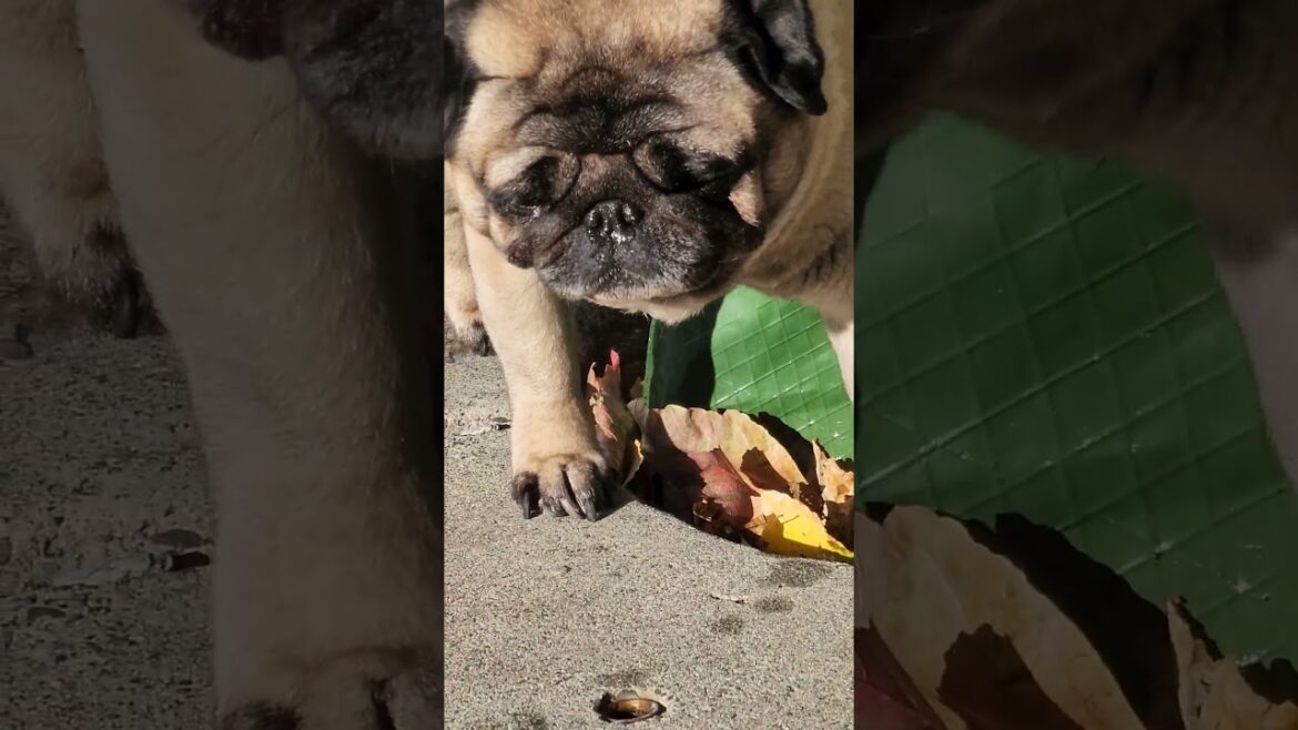 frenchie is waiting for bulldog and akita