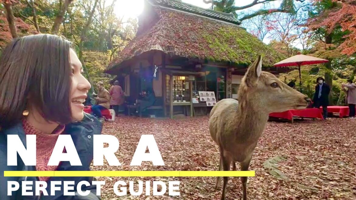NARA🇯🇵 Top 7 things to do in Nara in Autumn🦌🍁 Day trip from Kyoto🚃 Japan travel vlog NARA🇯🇵 Top 7 things to do in Nara in Autumn🦌🍁 Day trip from Kyoto🚃 Japan travel vlog