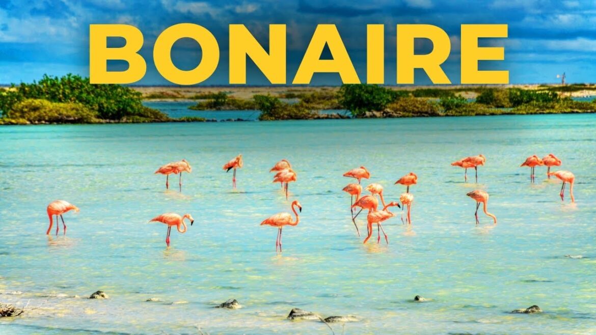 BONAIRE TRAVEL 2023 🦩 Most BEAUTIFUL Places to Visit: Underwater Wonders, Flamingos & Scenic Hikes