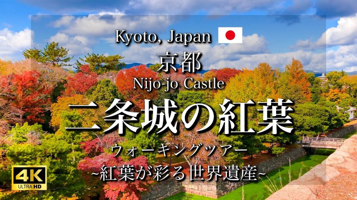Kyoto, Japan "Nijo-jo Castle" in Autumn Leaves | Beautiful Autumn of World Heritage Sites [4K]