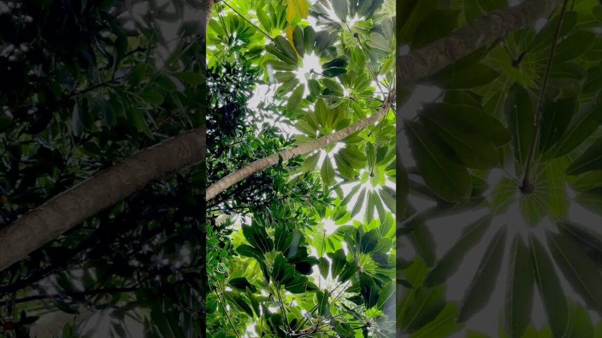 Raindrops Keep Falling on My Head! Raindrops Keep Falling on My Head!