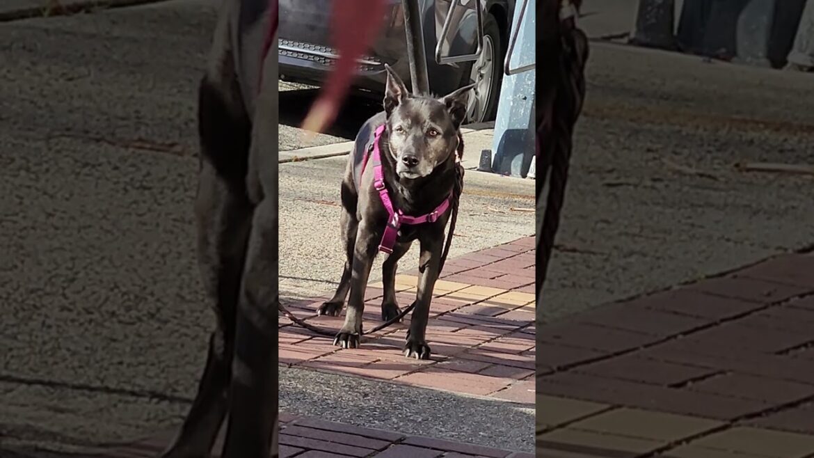 australian shepherd meeting up with corgi pomeranian and akita