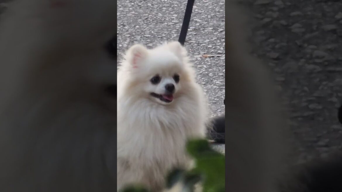 pomeranian looking at corgi akita and shiba inu