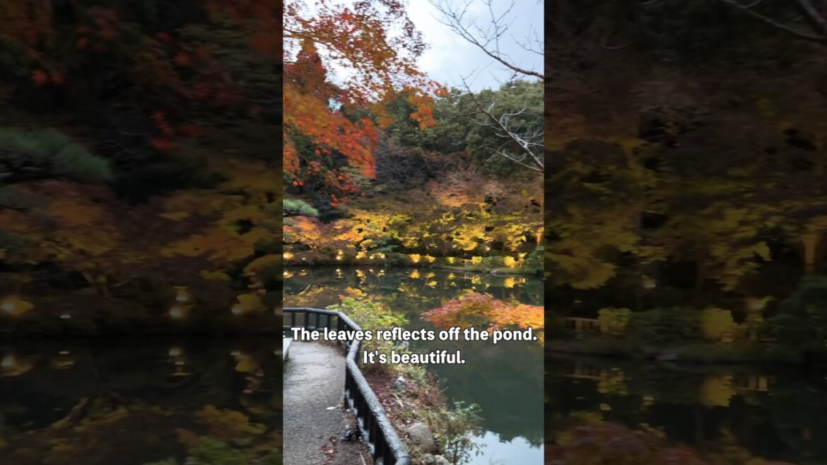 Fall colors & tastes #japan #autumn #紅葉スポット#nagoya