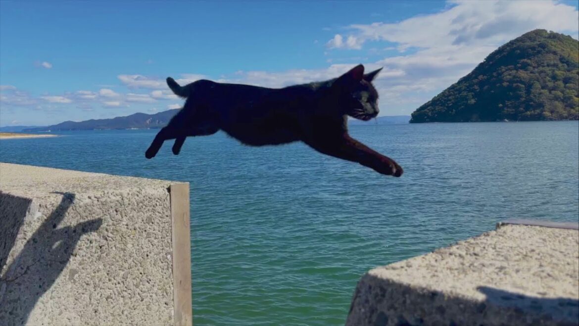 日本の猫島 / 飛び猫を撮りに香川県の佐柳島まで行ってみた。