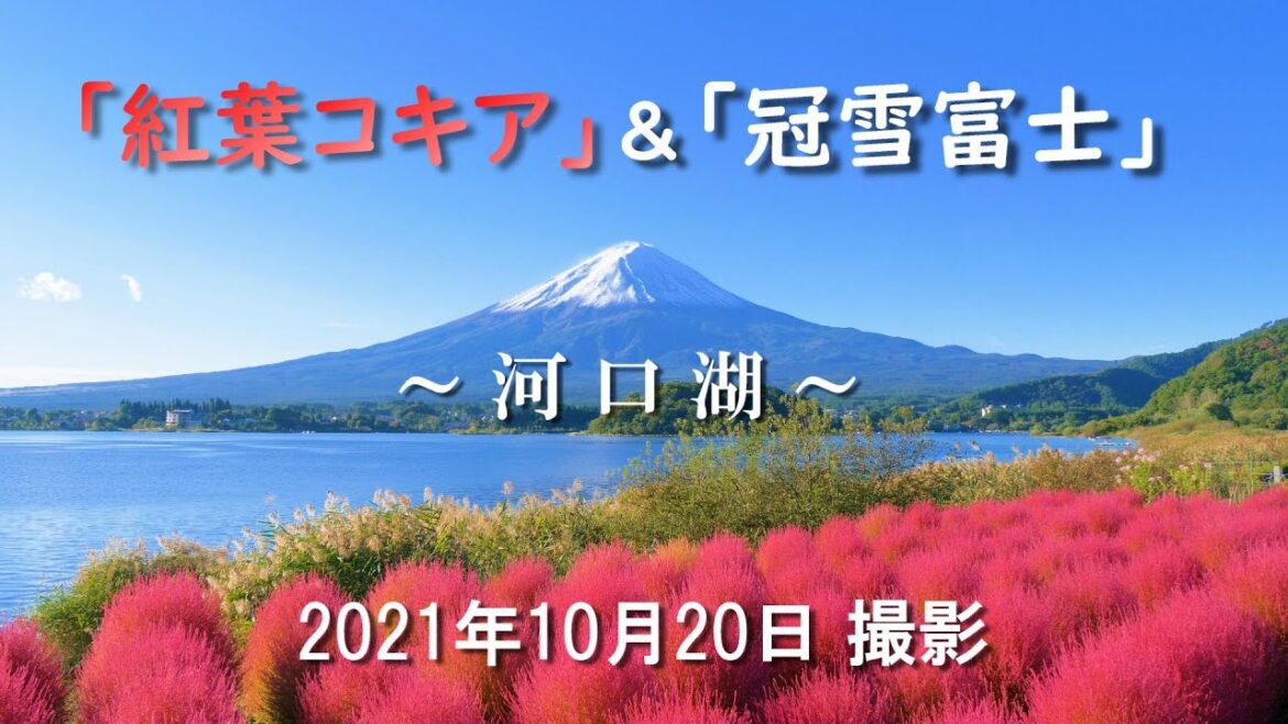 2021 河口湖 『コキアの紅葉』＆『富士山の雪化粧』 [4K] #Kawaguchiko #Kochia  #MtFuji #AutumnLeaves