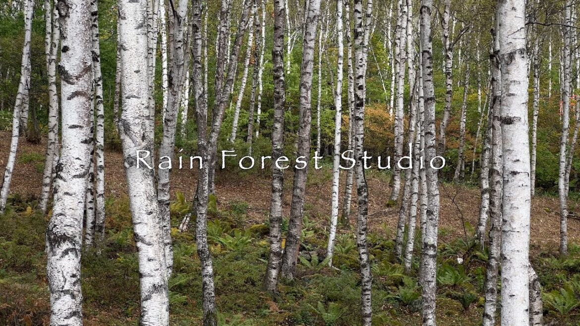 White Birch Forest of Yachiho, a Symphony of Falling Leaves and Occasional Sunshowers [4K]