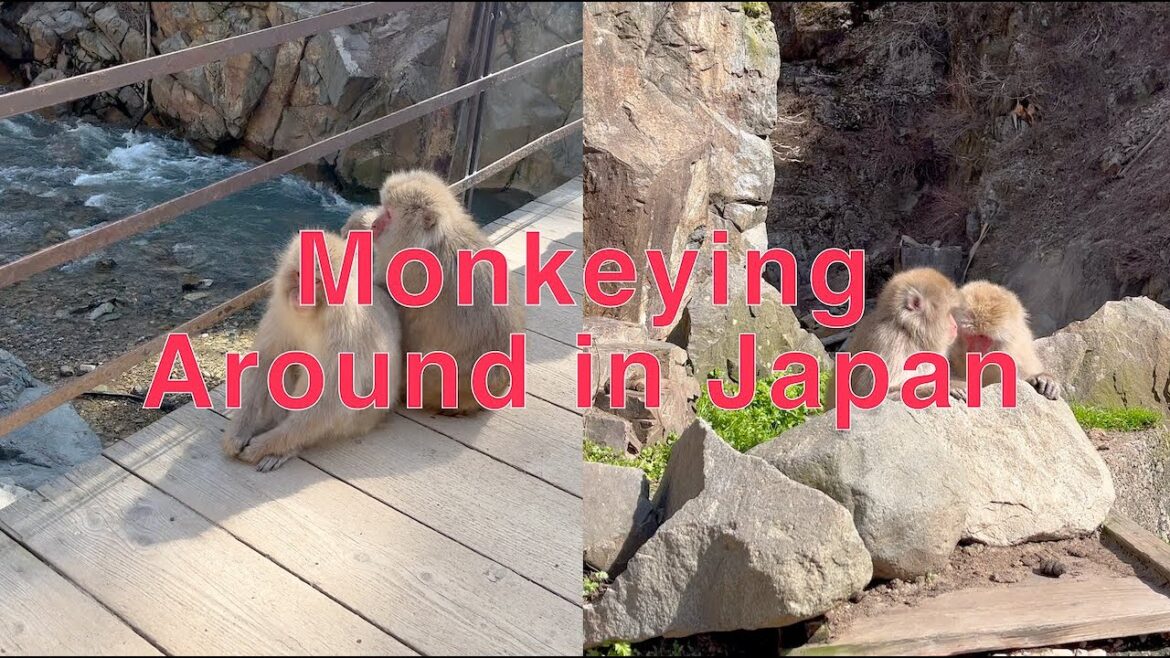 Monkeying Around in Japan: Jigokudani Snow Monkeys