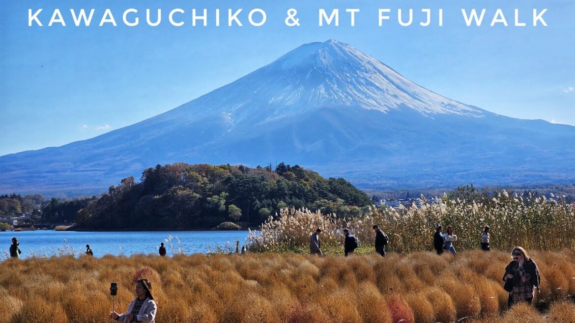 A Walk at the Foot of Mt Fuji 🗻 Kawaguchiko, Oishi Koen