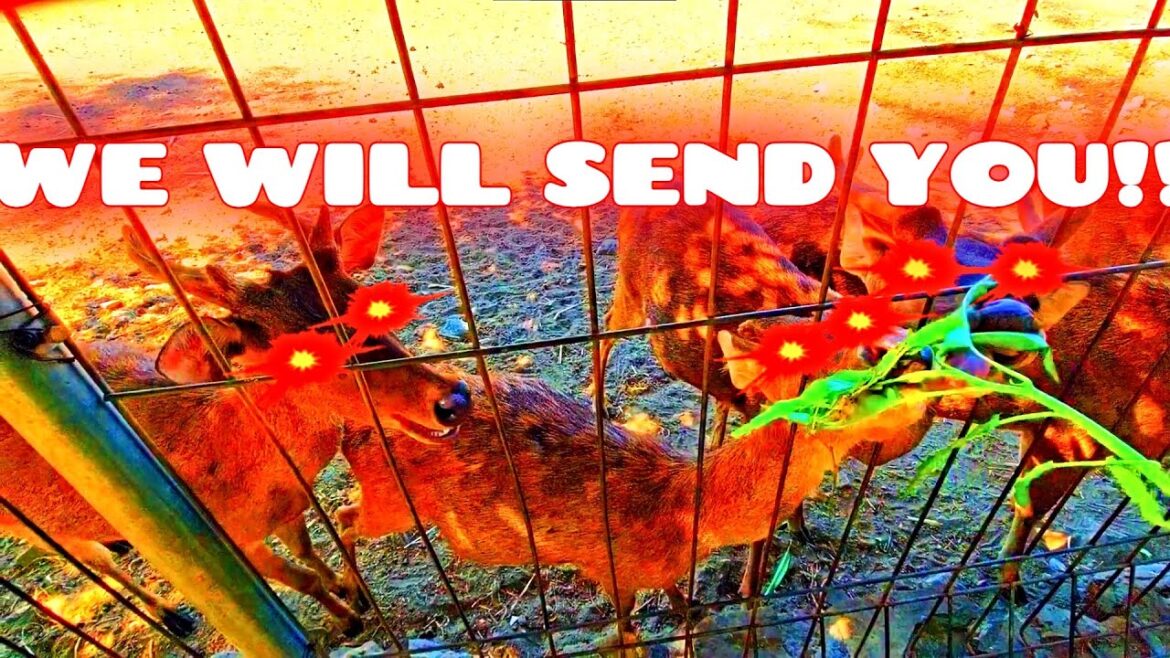 We fed the deer, then they sent us to an unknown place called "Safari Park"