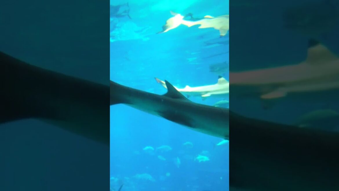 Osaka Aquarium Travel Guide #japan Osaka Aquarium Travel Guide #japan