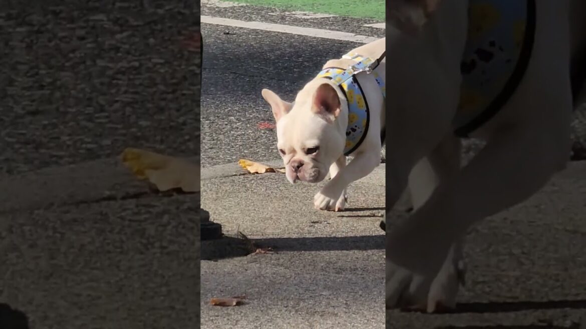 frenchie looking for corgi akita and bulldog