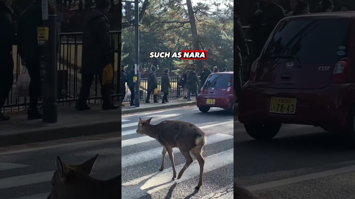 This is important for your next trip to Kyoto #kyototravel #traveltips #japantravel This is important for your next trip to Kyoto #kyototravel #traveltips #japantravel