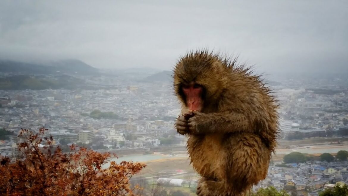 GoPro Explores Japan - 2015 Snow Trip