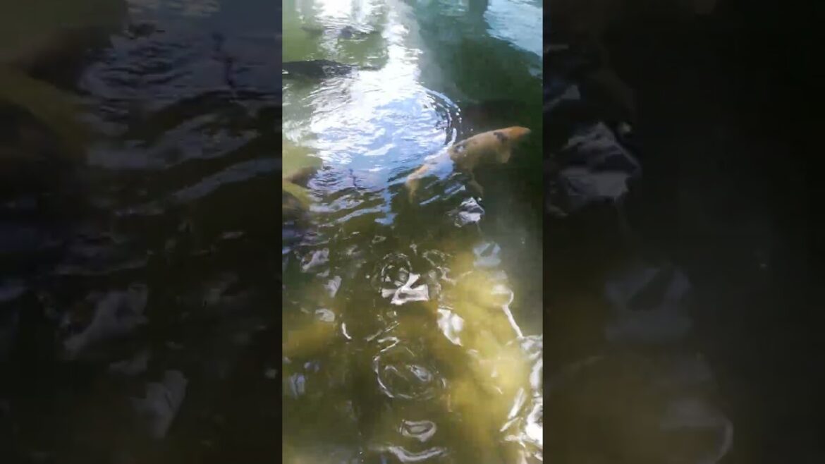 Fische im Ohori Park in Fukuoka (Japan 2023) Fische im Ohori Park in Fukuoka (Japan 2023)