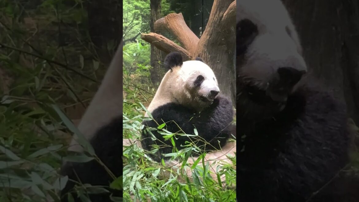 瞬間！絶対的癒し #Shorts