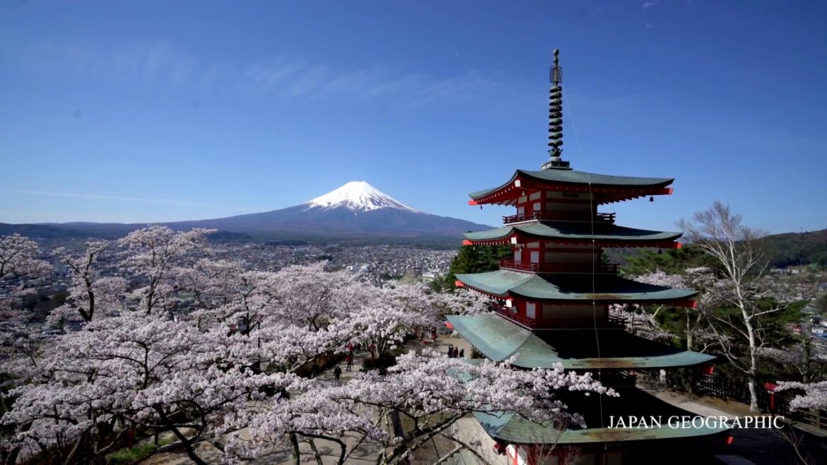 JG 4K 山梨 富士と桜の絶景 新倉富士浅間神社  Mt.Fuji and Sakura,Arakura Fujisengenjinja,Yamanashi