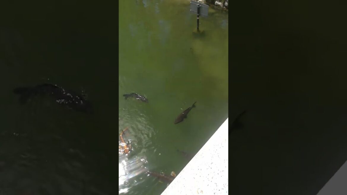 Dicke Fische im Ohori Park in Fukuoka (Japan 2023) Dicke Fische im Ohori Park in Fukuoka (Japan 2023)