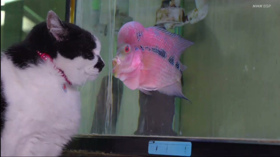 A Cat’s Eye View of Japan 話 動物写真家 岩合光昭 A Cat's Eye View of Japan 話 動物写真家 岩合光昭