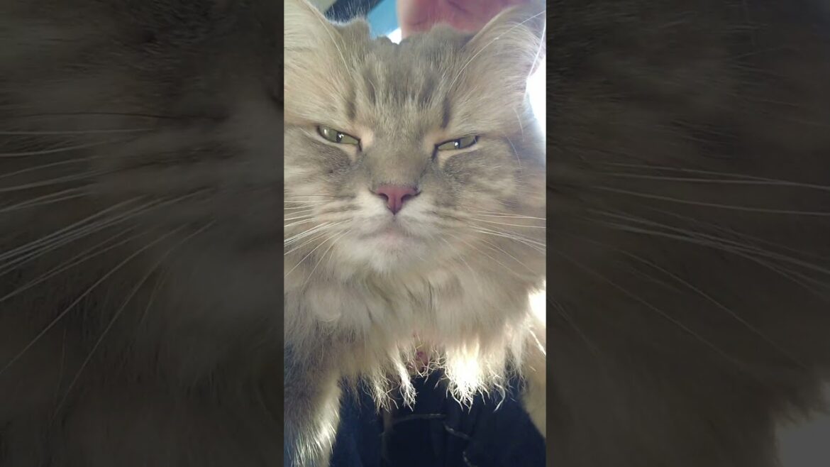 眠気に負けそうな猫さまに覚醒していただく動画 #shorts 眠気に負けそうな猫さまに覚醒していただく動画 #shorts