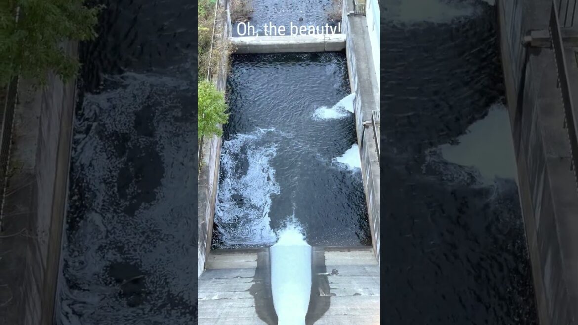 A cosy oasis in Aomori #travel #japan #waterfall #aomori #dam A cosy oasis in Aomori #travel #japan #waterfall #aomori #dam