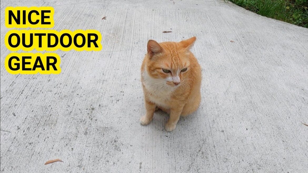 Army Market and Cute Cat – Buying & Unbox Camping Gears | Walking Tour Singapore Army Market and Cute Cat - Buying & Unbox Camping Gears | Walking Tour Singapore