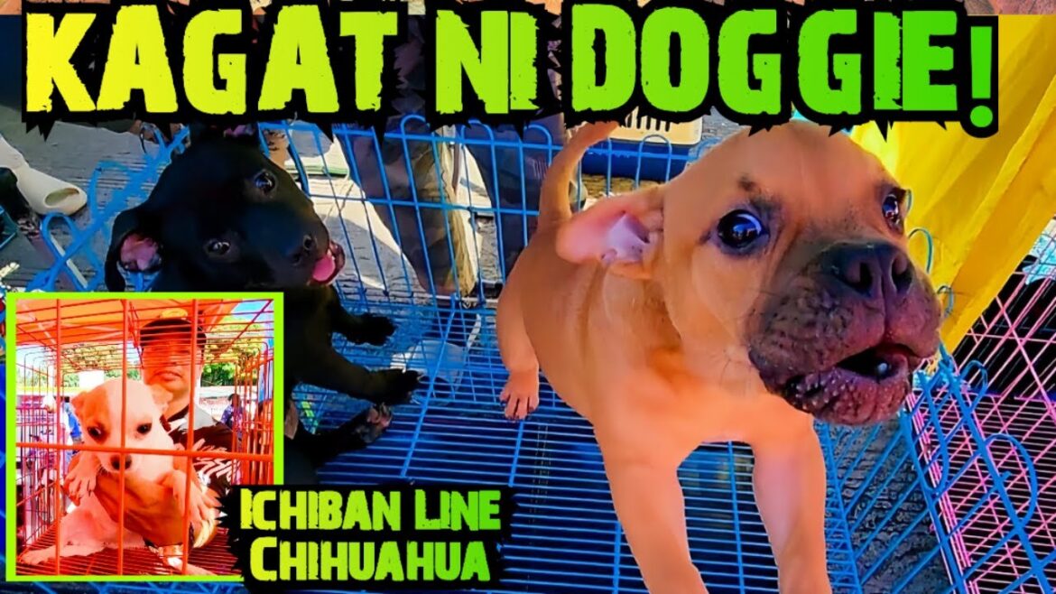 NABIGLA AKO DUN! INGAT DIN TALAGA SA PAG HANDLE NG DOGGIES! GROTTO PET MARKET UPDATE! NABIGLA AKO DUN! INGAT DIN TALAGA SA PAG HANDLE NG DOGGIES! GROTTO PET MARKET UPDATE!