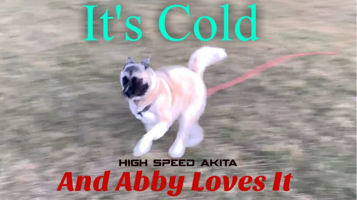 Vanlife Is Cold But Abby Loves The Weather