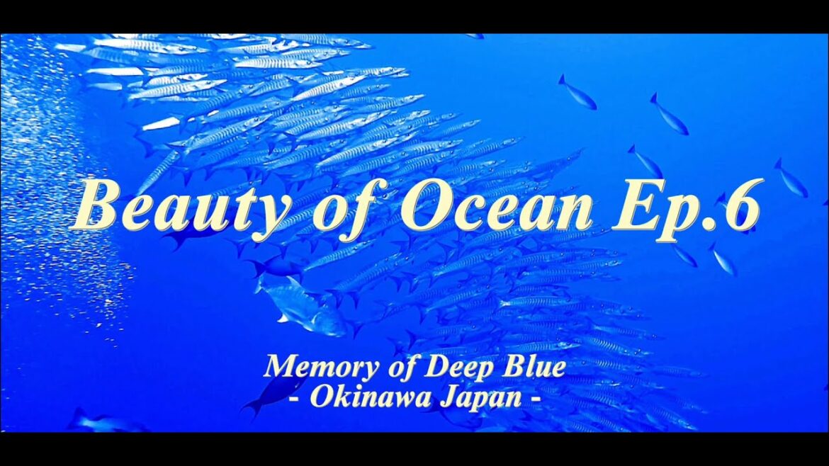 Beauty of Ocean Ep.6 "Memory of Deep Blue Okinawa" [4K]Japan OceanMusicVideo Relaxation 오키나와다이빙 수중영상