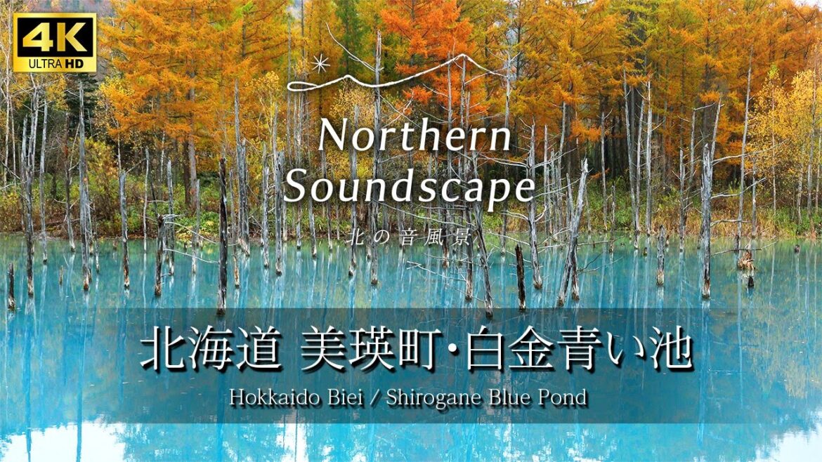紅葉と青い池が想像以上に美しかった！北海道旅行で1度は行きたいMacの壁紙で有名な美瑛の人気観光スポット白金青い池[Japan Travel]北海道観光