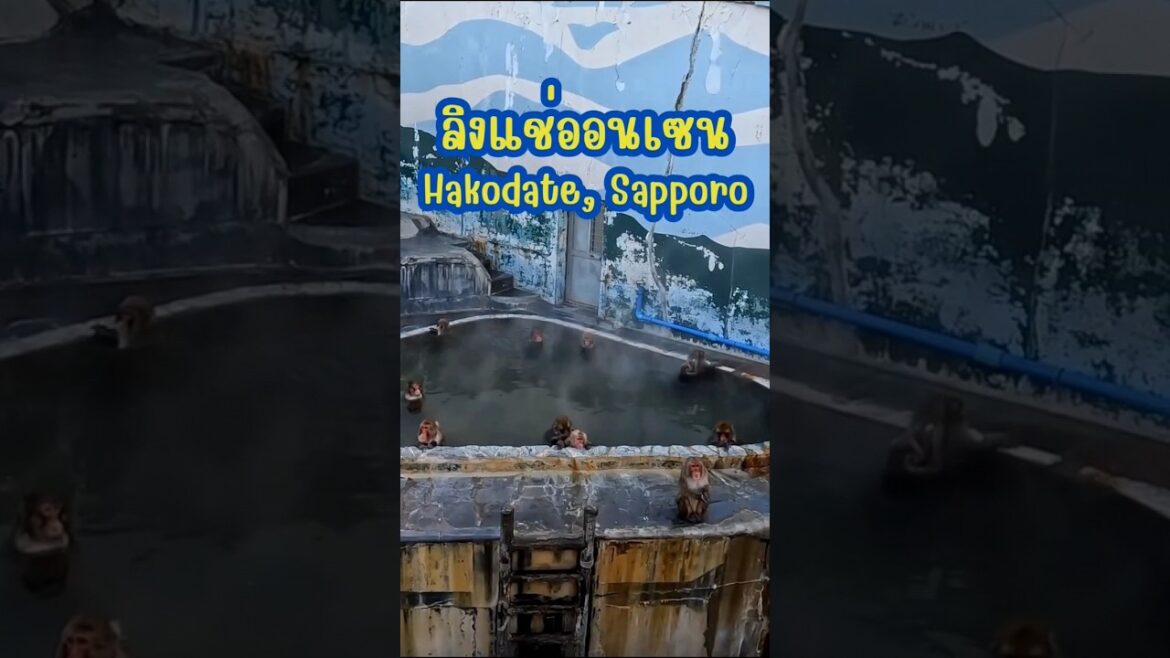 น้อนลิง แช่ออนเซน Hakodate #ฮาโกดาเตะ #Hakodate #เที่ยวญี่ปุ่นด้วยตัวเอง #เนวิเกตุ้ย #Travel